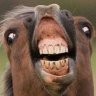 ApexHorse