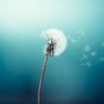Elite Dandelion
