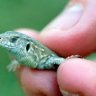 Biglizard
