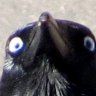 KillerQuail