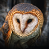 robertgoldenowl