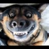 IamJustaDog