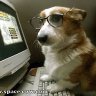 corgi_lover87