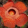 FlowerRanker