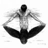 American Crow