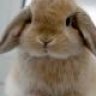 Bunny Snacks