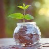money plant