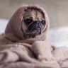 TrufflePug