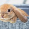 RabbitWhole