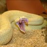 Crotalus Atrox