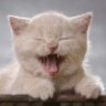 Catman