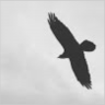 Black Bird