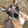 BabyKangaroo