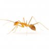 Littleant