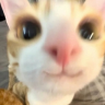 bl4ck