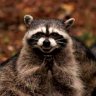 EvilRaccoon