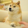 ShadyDoggo