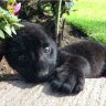 BabyPanther
