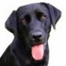 dogbreath