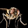 tapefly