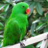 HappyParrot23