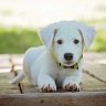 dogy