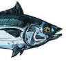 Tin_Tuna