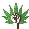 cannaseedusa
