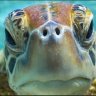 rabidturtle