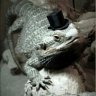 Thinking Lizard