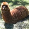 itsraupi