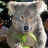 AussieWolfs