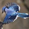 FreneticJay