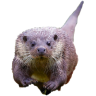 javaextreme