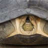 turtlehead