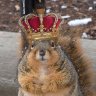 Squirrel King