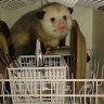 dishwasherpossum