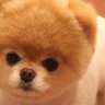MyDogLove