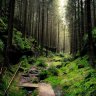 deepforest