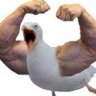 mrseagull