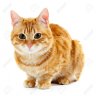 Cat red