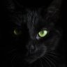 blaackcat