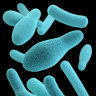 Botulinum