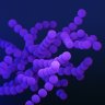 purple_ceo