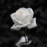 whiter0se