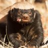 SEOHoneyBadger