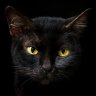 blackcat_0o0_