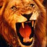 Lobo de SP