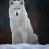 Shadowwalker11