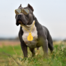 bigdog456